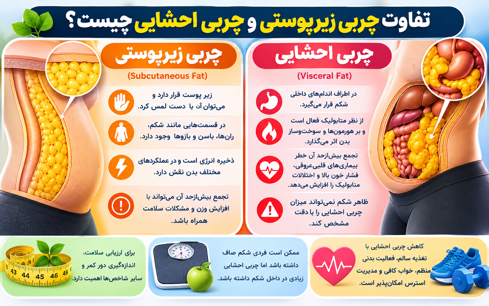 تفاوت چربی زیرپوستی و چربی احشایی چیست؟
